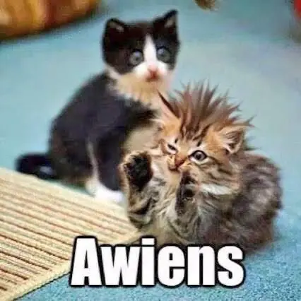 gatos chistosos