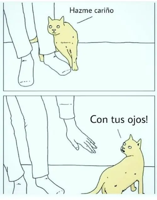 gatos chistosos