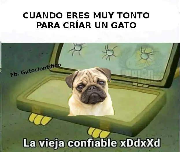 Gatos Haciendo Cosas De Gatos Gifs Y Imagenes