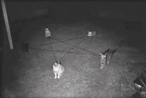 imagenes de gatos
