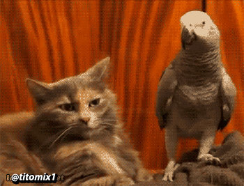 imagenes de gatos