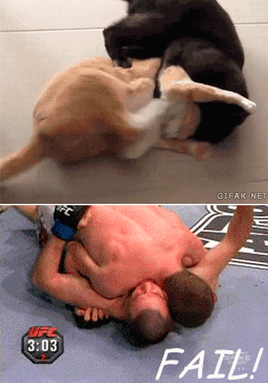 gifs de gatos