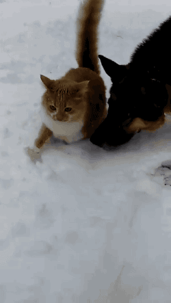 Gatos Haciendo Cosas De Gatos Gifs Y Imagenes