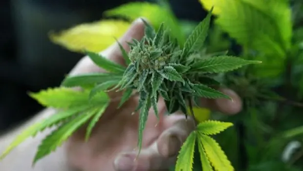 Urgente: Uruguay abre su museo sobre la marihuana