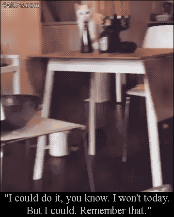 imagenes de gatos