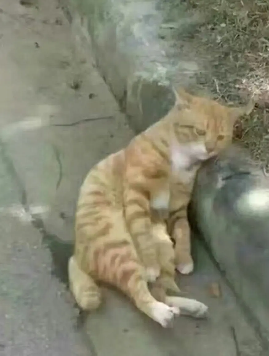 imagenes de gatos