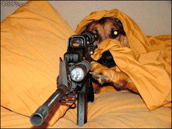 perros chistosos