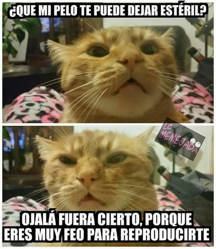 gatos chistosos