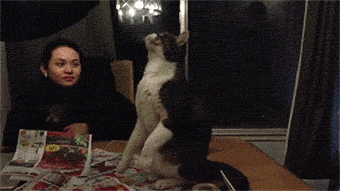 imagenes de gatos