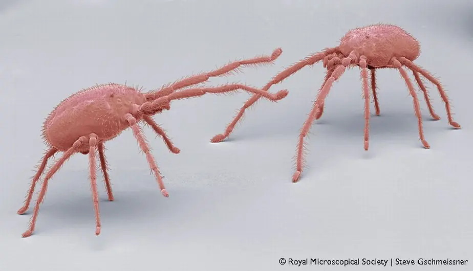 imagenes microscopicas