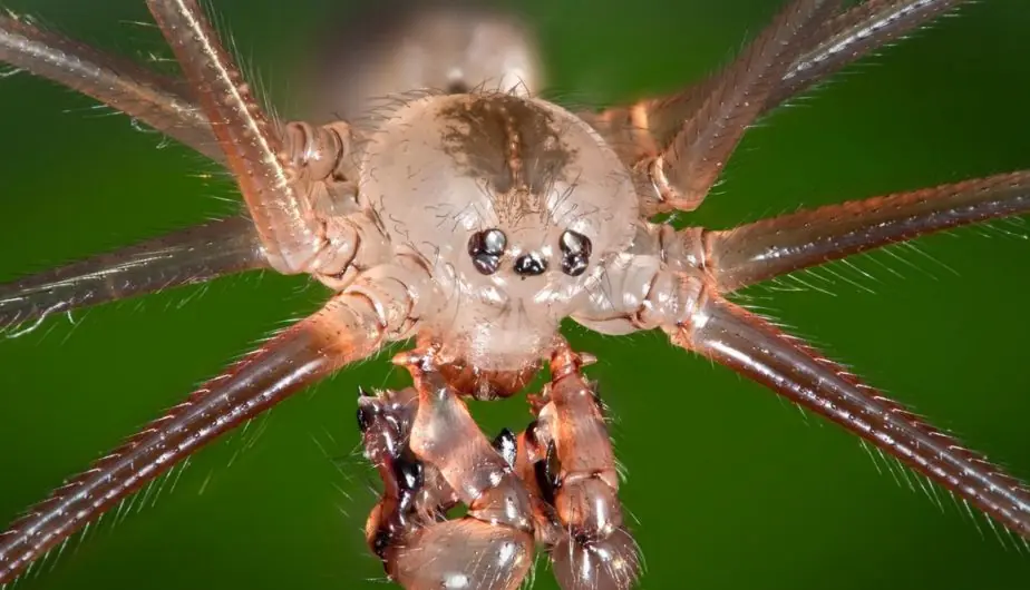 Estas imágenes exploran el mundo en miniatura
