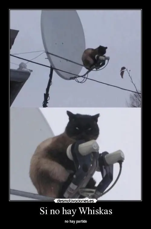 gifs de gatos