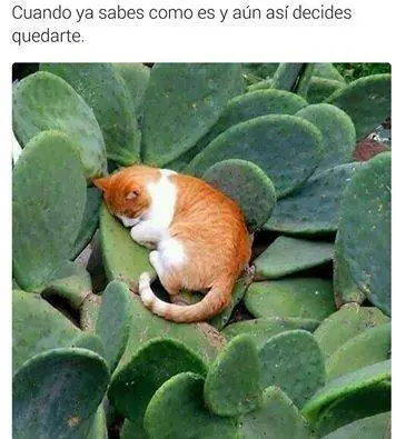 Gatos Haciendo Cosas De Gatos Gifs Y Imagenes