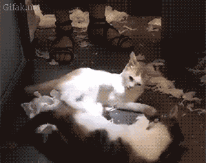 gifs de gatos