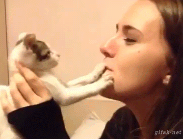imagenes de gatos