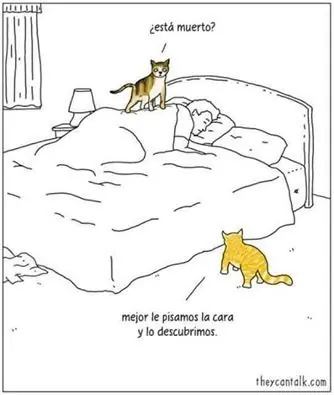gatos chistosos