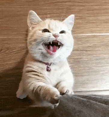 el gato mejor amigo del hombre