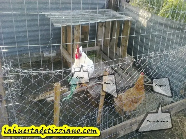 Fotos de mi huerta y gallinero top Fotos de mi huerta y gallinero top