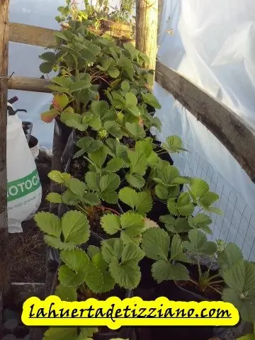 ecologico ecologico