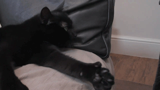 imagenes de gatos