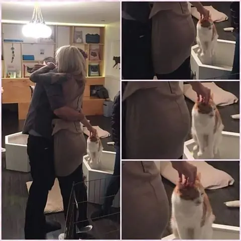 el gato mejor amigo del hombre