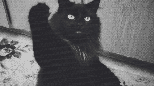 el gato mejor amigo del hombre
