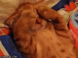 Gatos Haciendo Cosas De Gatos Gifs Y Imagenes