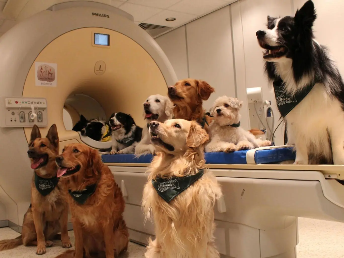 los perros pueden entender el habla humana