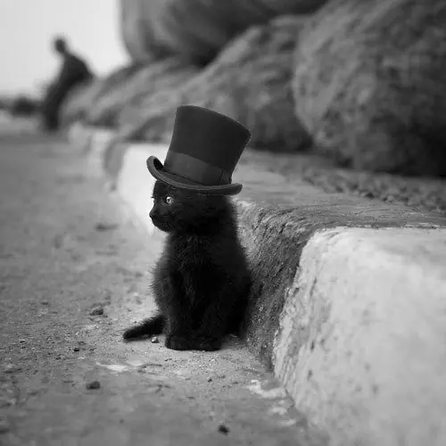 el gato mejor amigo del hombre