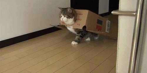 Gatos Haciendo Cosas De Gatos Gifs Y Imagenes