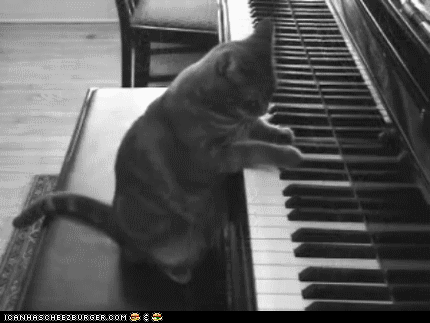 gifs de gatos