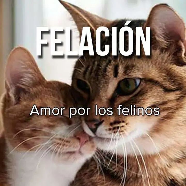 reite