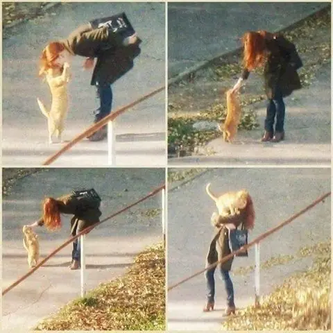 gifs de gatos