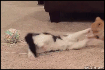Gatos Haciendo Cosas De Gatos Gifs Y Imagenes