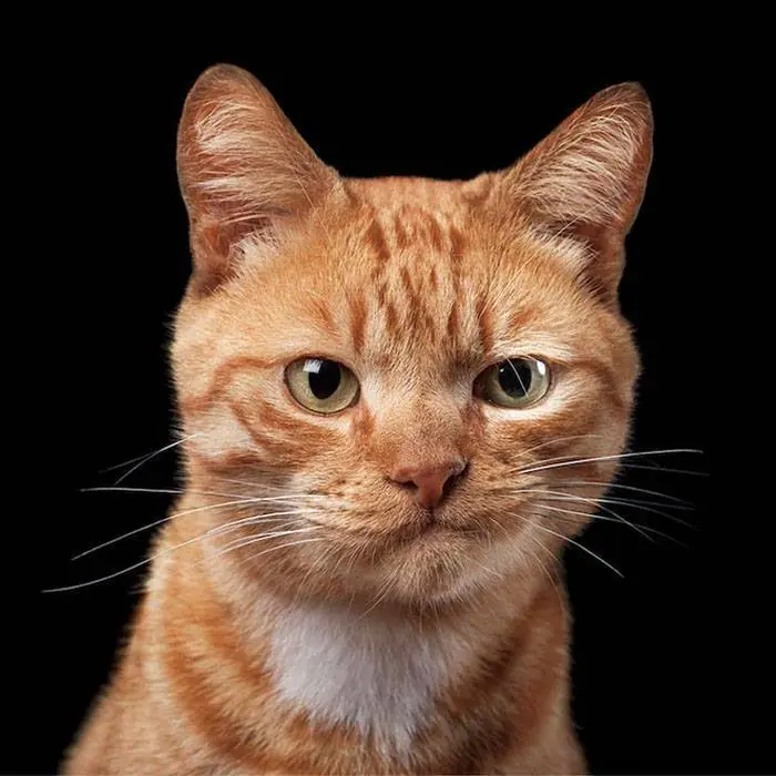 imagenes de gatos