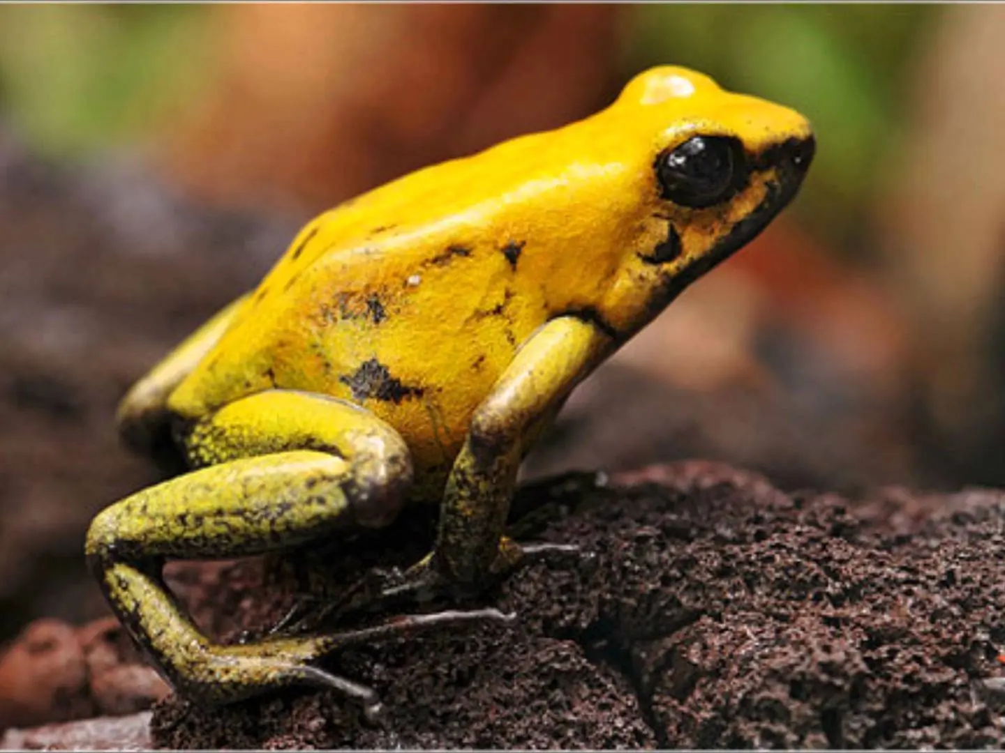 5 Animales venenosos que te matarian solo con rozarlos