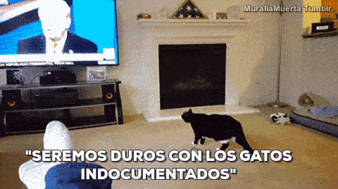 gatos chistosos