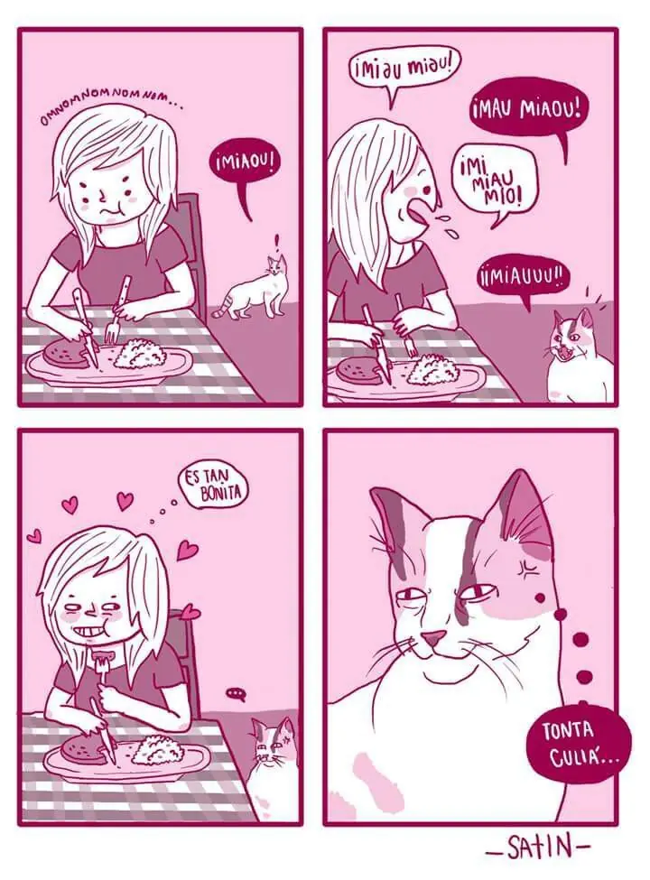 el gato mejor amigo del hombre