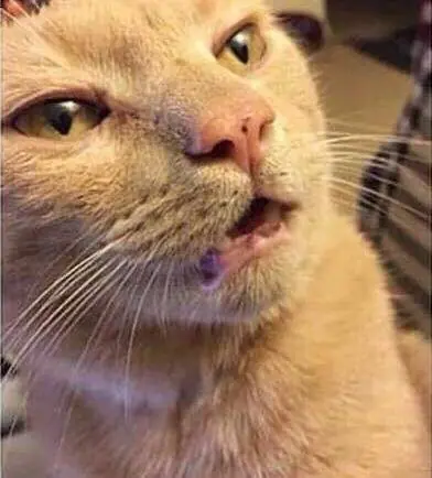 gatos chistosos