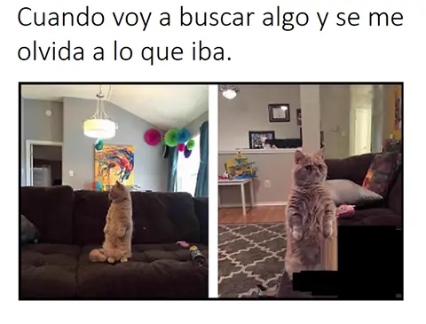 Gatos Haciendo Cosas De Gatos Gifs Y Imagenes