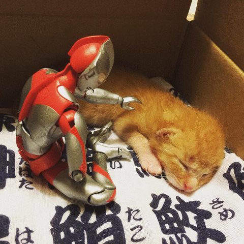 gifs de gatos
