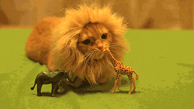 gatos chistosos