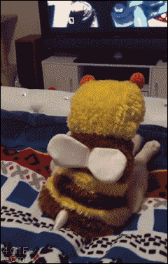 gifs de gatos