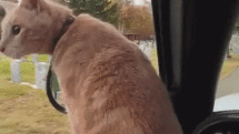 gifs de gatos