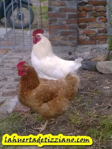 huerta huerta