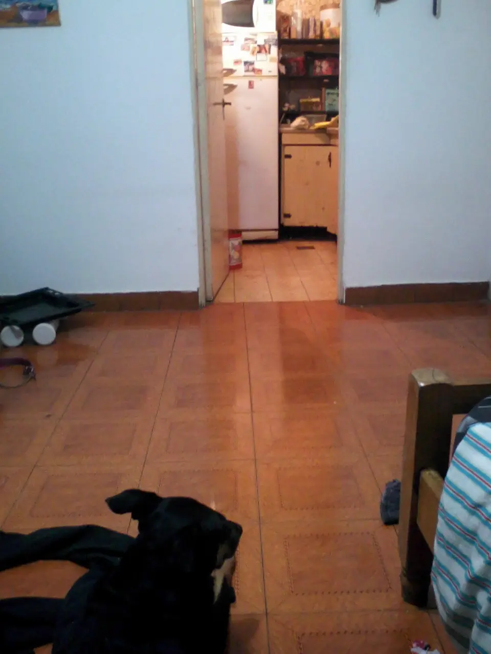 Mi perro me salvo de la muerte y te lo cuento (tomo 1/32)