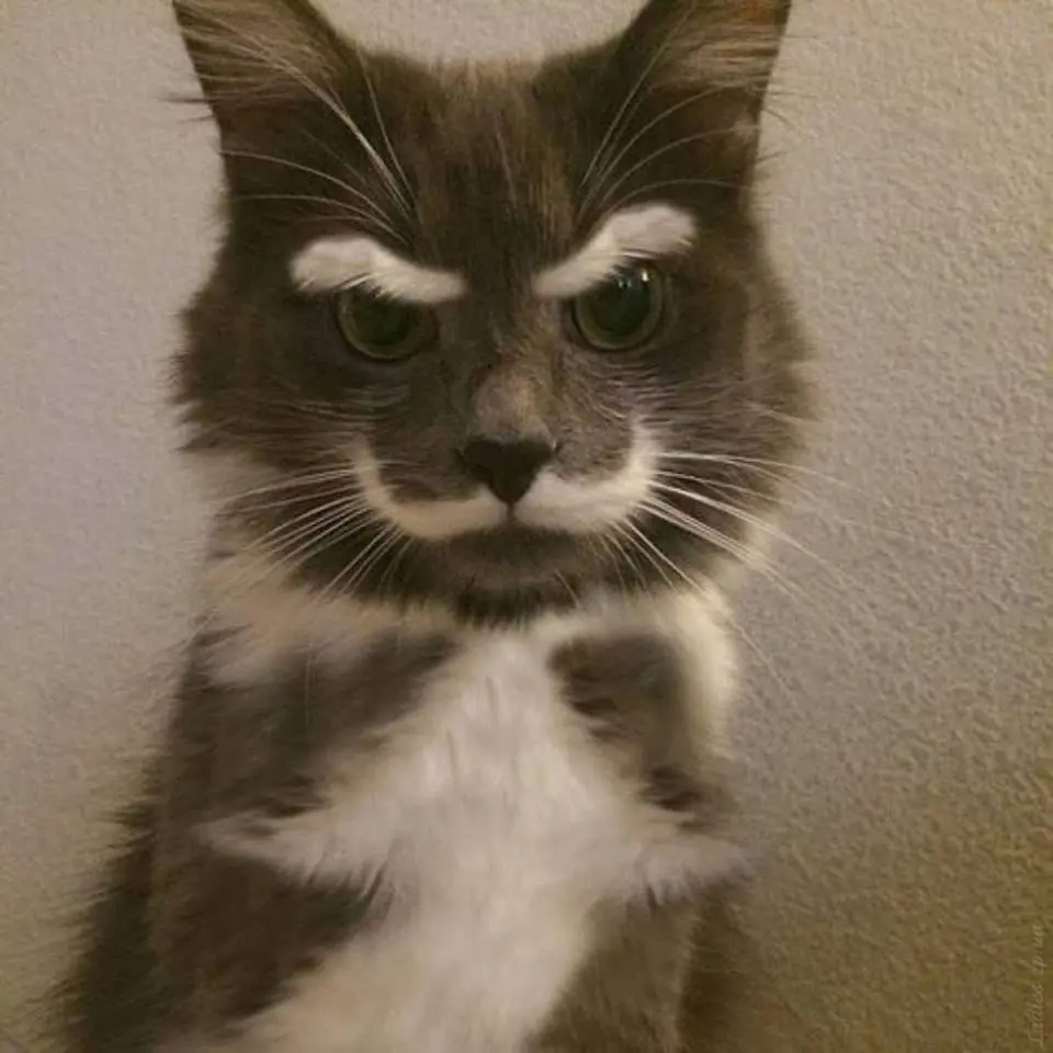 Gatos Haciendo Cosas De Gatos Gifs Y Imagenes