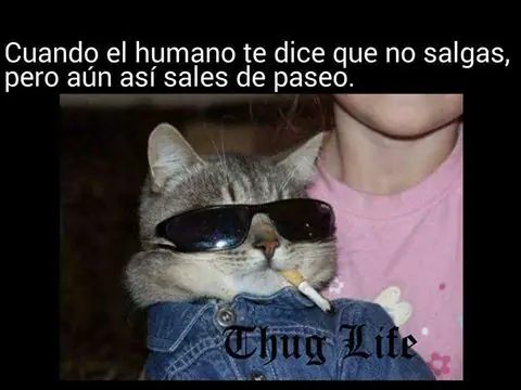 el gato mejor amigo del hombre