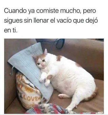 gifs de gatos