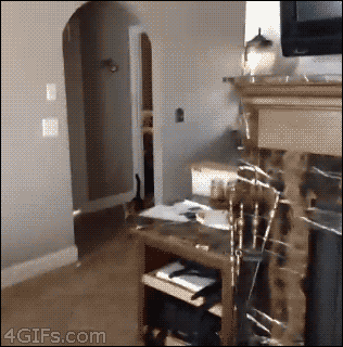 el gato mejor amigo del hombre